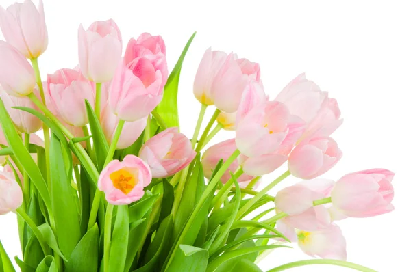 Tulips isolated on white background Royalty Free Stock Images