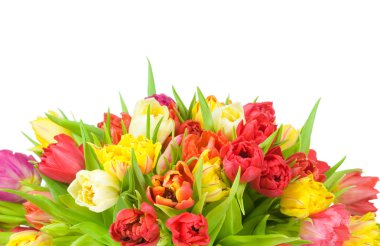 Beyaz arkaplanda izole laleler