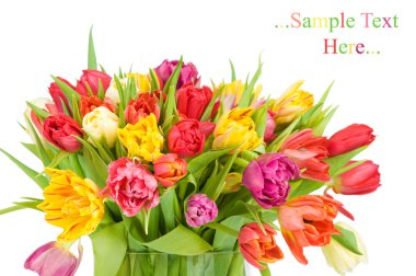 Beyaz arkaplanda izole laleler