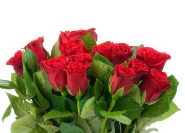 Beyaz arka planda izole güller