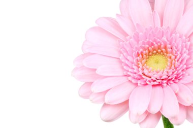 Beyaz arka plan üzerinde izole su pembe gerber