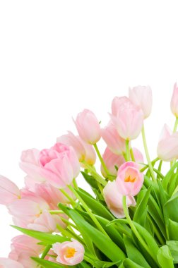 Beyaz arkaplanda izole laleler