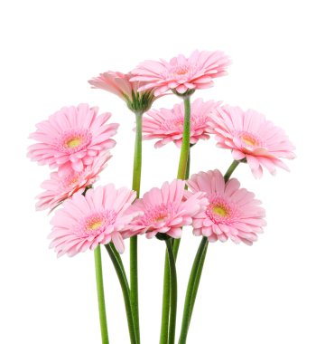 pembe Gerber'ler beyaz zemin üzerine izole