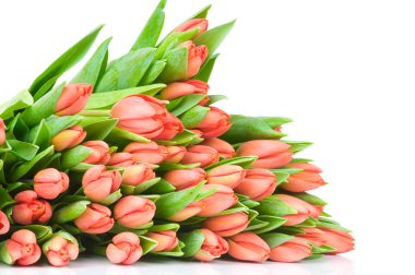 Beyaz arkaplanda izole laleler