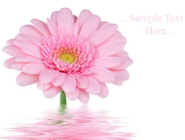 Beyaz arka plan üzerinde izole su pembe gerber