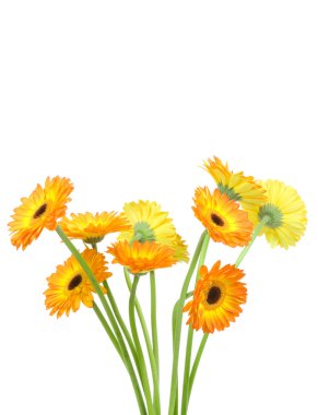 Beyaz arka plan üzerinde izole gerber çiçekler