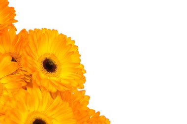 Beyaz arka plan üzerinde izole gerber çiçekler