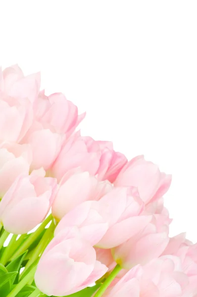 Tulpen geïsoleerd op witte achtergrond — Stockfoto