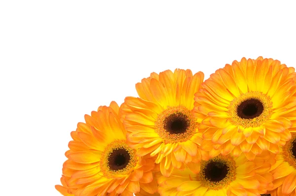 Gerber Blumen isoliert auf weißem Hintergrund — Stockfoto