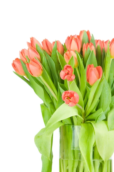 Tulips in the vase against white background — Stock Photo, Image