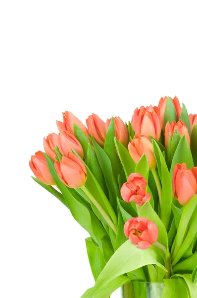 Tulipes dans le vase sur fond blanc — Photo