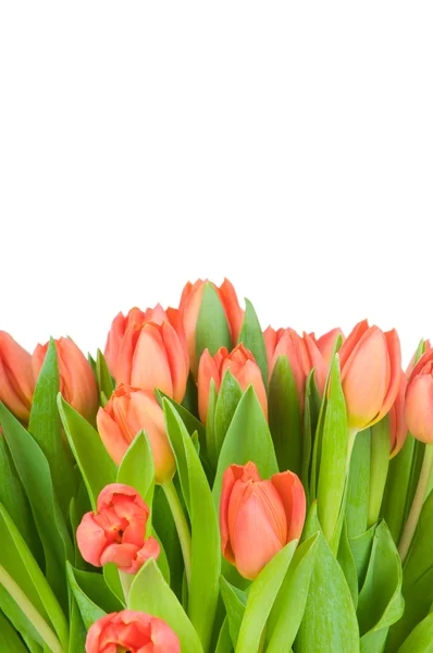 Tulipes isolées sur fond blanc — Photo