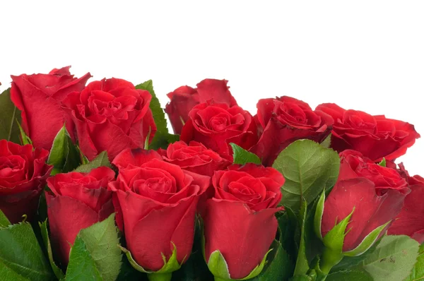 Rosas rojas aisladas sobre fondo blanco — Foto de Stock