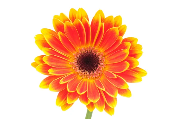 Oranssi gerber kukka eristetty valkoisella pohjalla — kuvapankkivalokuva