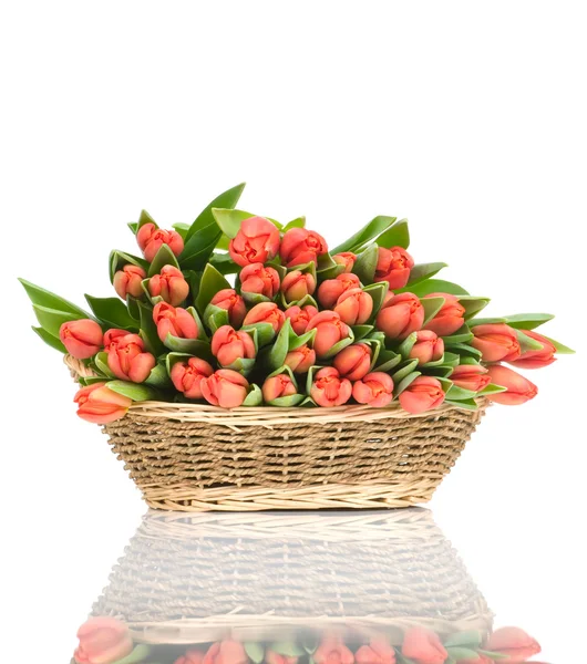 Tulips in the basket isolated on white background — Stock Photo, Image