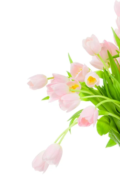 Tulpen isoliert auf weißem Hintergrund — Stockfoto