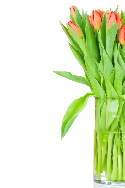 Tulipes dans le vase sur fond blanc — Photo