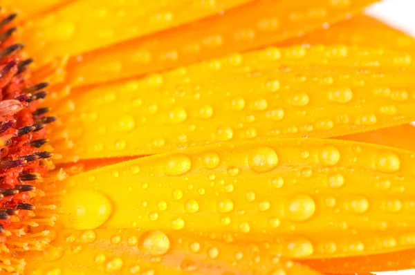 Macro photo de fleur de gerber avec des gouttes d'eau — Photo