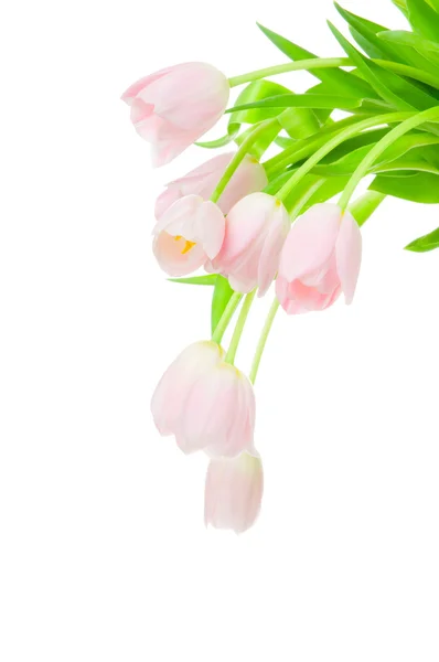 Tulipanes aislados sobre fondo blanco —  Fotos de Stock