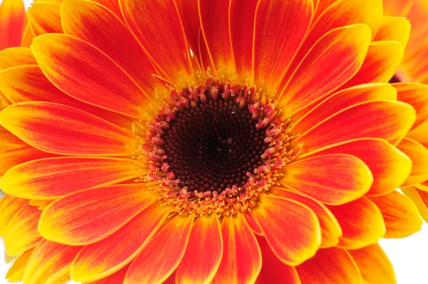 Orange gerber flower. Close up — Stock Photo, Image