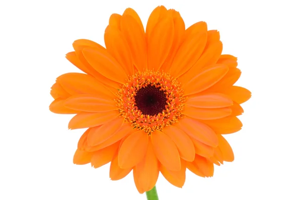 Orange gerber flower isolated on white background — Stock Photo, Image