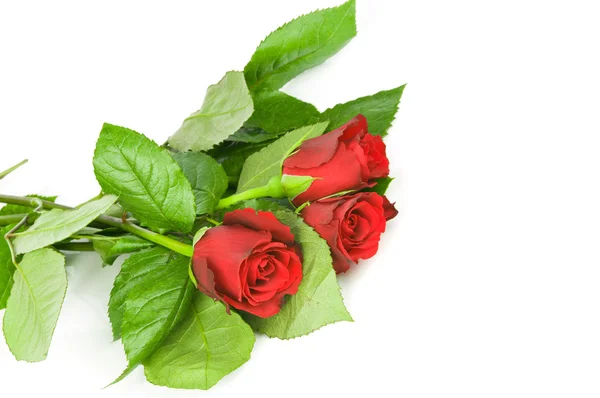 Beyaz arkaplanda izole kırmızı güller — Stok fotoğraf