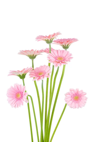 Розовые цветы гербер изолированы на белом фоне — стоковое фото