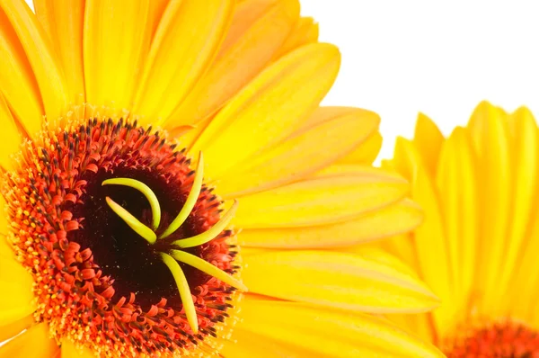 Flores Gerber aisladas sobre fondo blanco — Foto de Stock