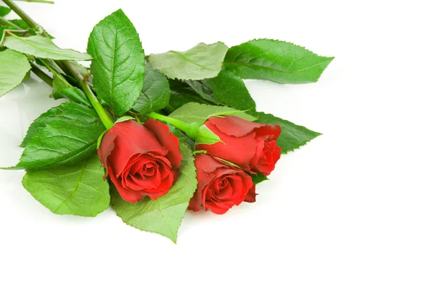 Red roses isolated on white background — Stock Photo, Image