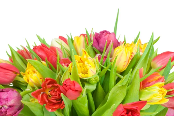 Tulpen geïsoleerd op witte achtergrond — Stockfoto