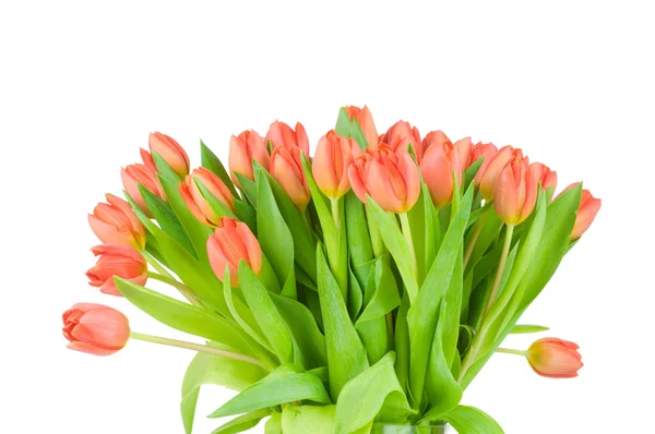 Tulpen geïsoleerd op witte achtergrond — Stockfoto