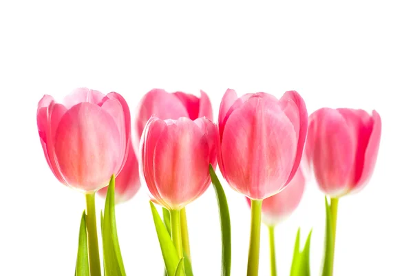 Tulpen isoliert auf weißem Hintergrund — Stockfoto