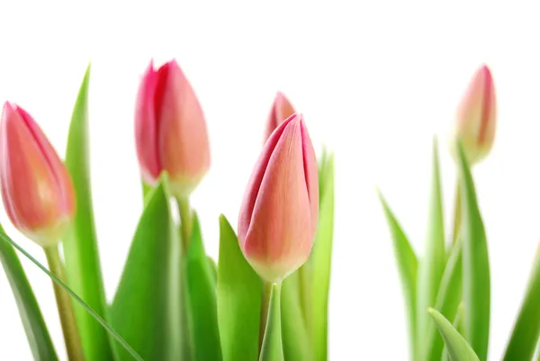 Tulpen geïsoleerd op witte achtergrond — Stockfoto