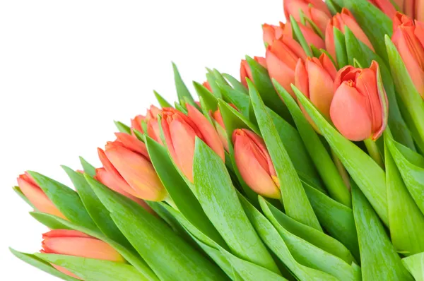 Tulipes isolées sur fond blanc — Photo