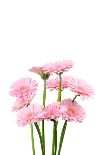 Gerbers rosados aislados sobre fondo blanco —  Fotos de Stock