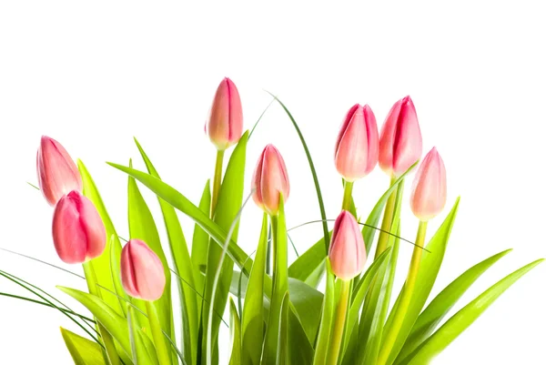 Tulipes isolées sur fond blanc — Photo