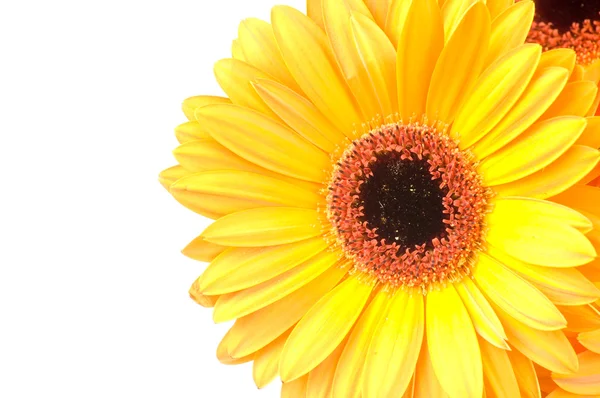 Macro photo of gerber flower isolated on white background — Stock Photo, Image