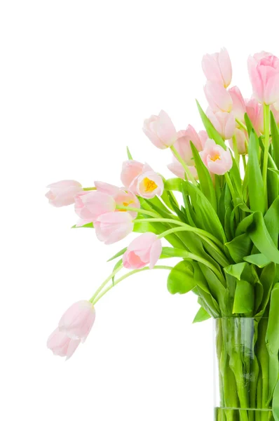 Tulpen isoliert auf weißem Hintergrund — Stockfoto