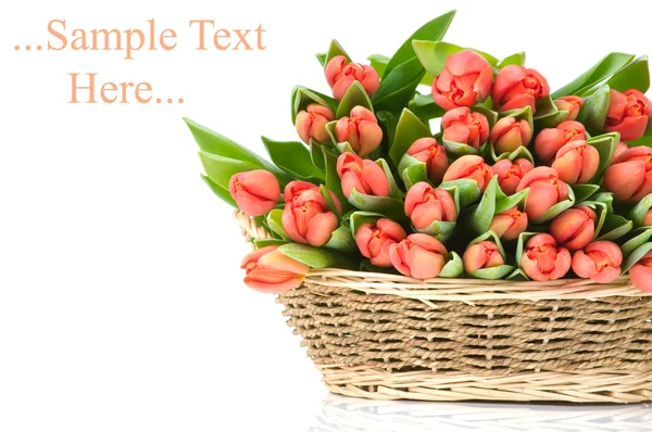 Tulipani nel cestino isolati su sfondo bianco — Foto Stock