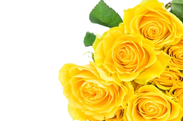 Sárga rózsa elszigetelt fehér alapon — Stock Fotó