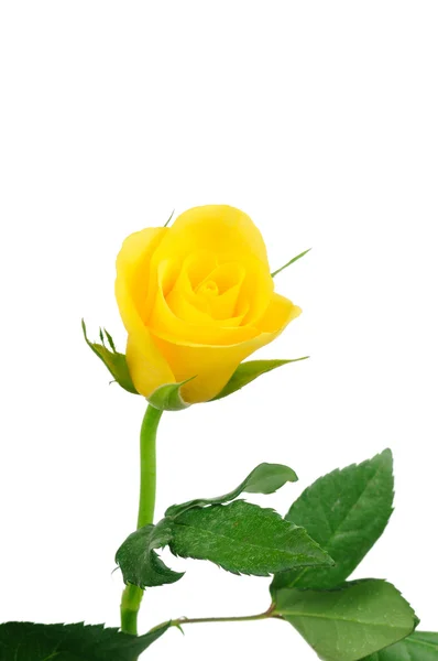 Yellow rose isolated on white background — Stock Photo, Image