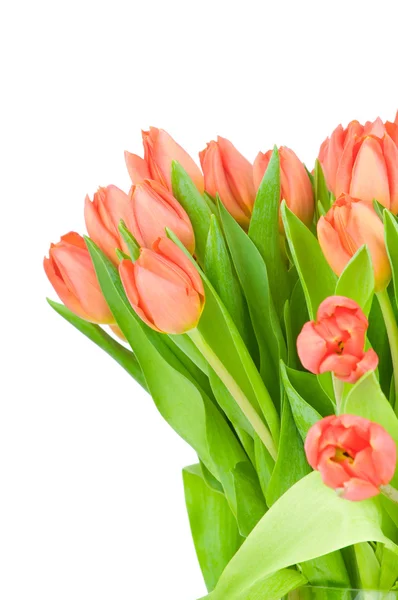 Tulipanes en el jarrón contra fondo blanco —  Fotos de Stock