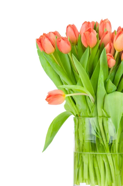 Тюльпаны в вазе на белом фоне — стоковое фото