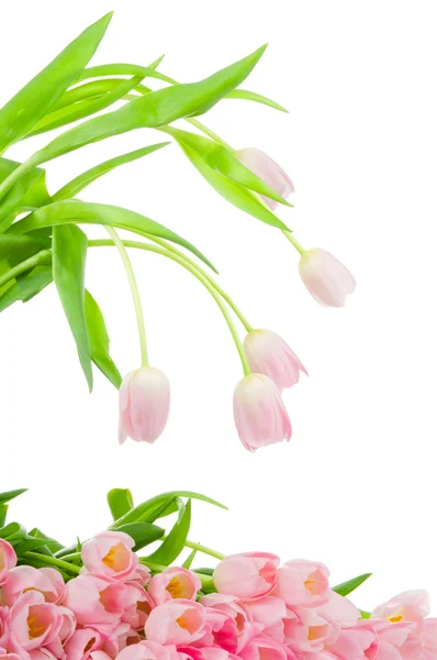 Tulpen isoliert auf weißem Hintergrund — Stockfoto