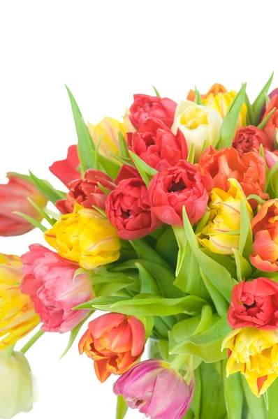 Tulpen isoliert auf weißem Hintergrund — Stockfoto