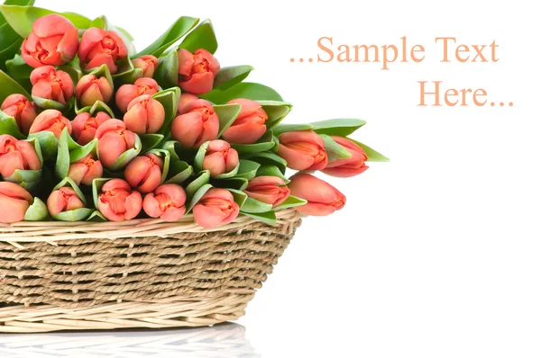 Tulips in the basket isolated on white background — Stock Photo, Image