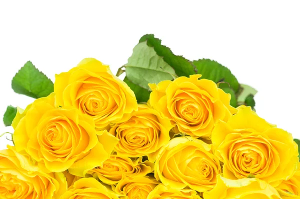 白い背景に黄色のバラが孤立 — ストック写真