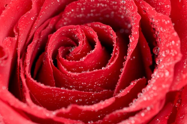 Macro photo of red rose with water drops — Stock Photo, Image