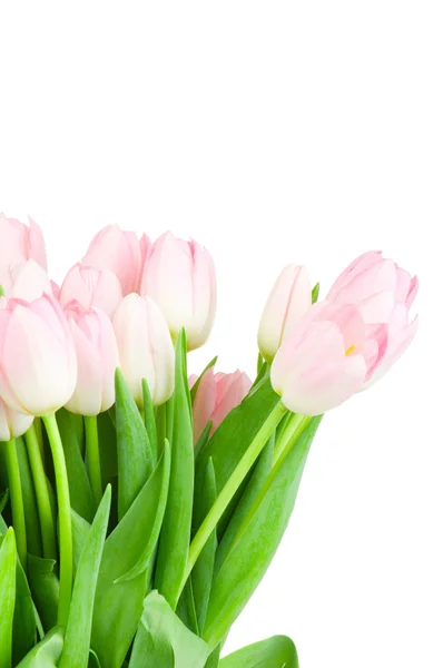 Tulipanes aislados sobre fondo blanco — Foto de Stock