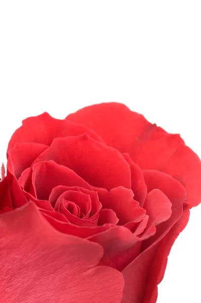 Macro photo of red rose isolated on white background Stock Photo